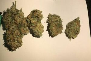 Critical Kush