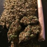 Buy Sensi Star